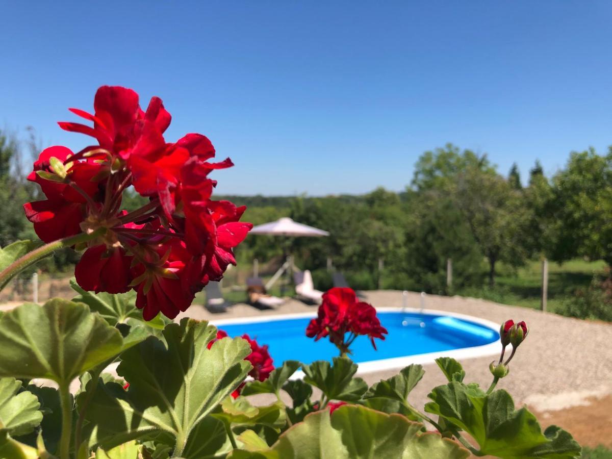 Fruska Pool House Βίλα Sremska Kamenica Εξωτερικό φωτογραφία